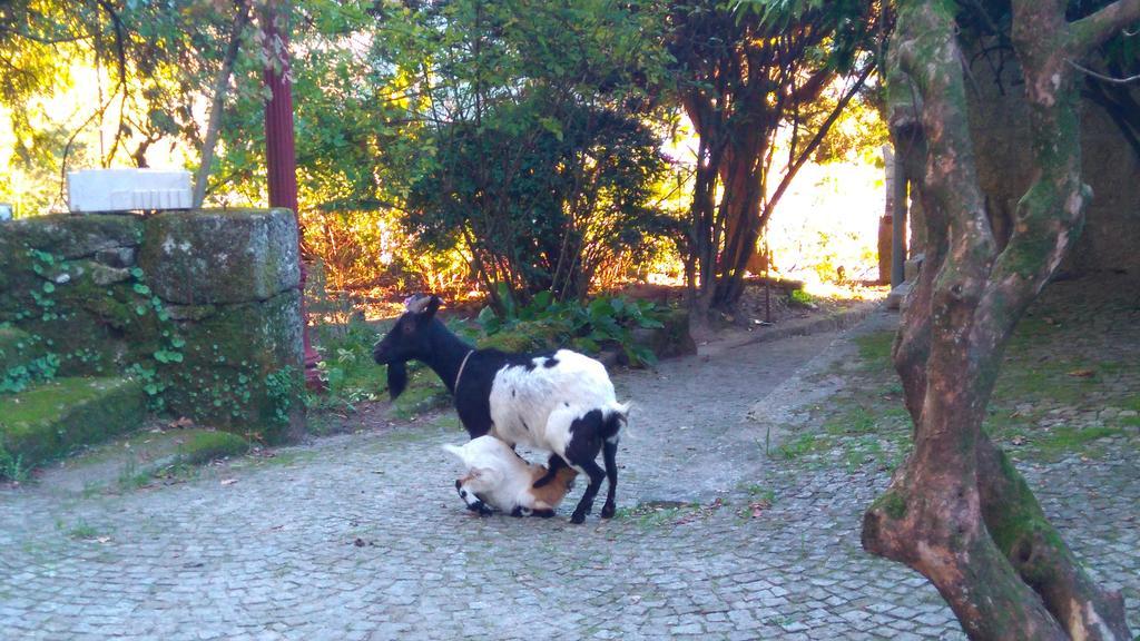 Гостьовий будинок Alvores Do Tempo - Quinta De Turismo Rural Каштру-Дайре Екстер'єр фото