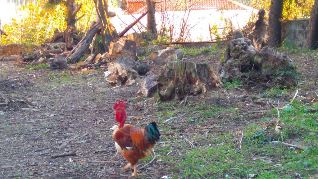 Гостьовий будинок Alvores Do Tempo - Quinta De Turismo Rural Каштру-Дайре Екстер'єр фото