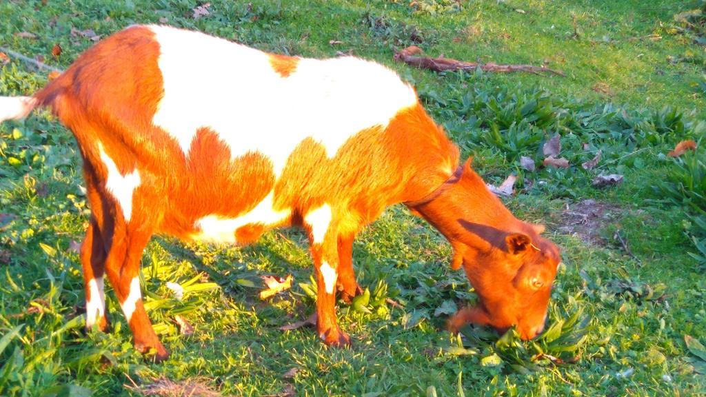 Гостьовий будинок Alvores Do Tempo - Quinta De Turismo Rural Каштру-Дайре Екстер'єр фото