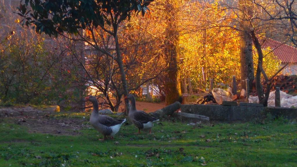 Гостьовий будинок Alvores Do Tempo - Quinta De Turismo Rural Каштру-Дайре Екстер'єр фото